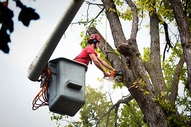 Best Tree Mulching  in Waynesboro, GA